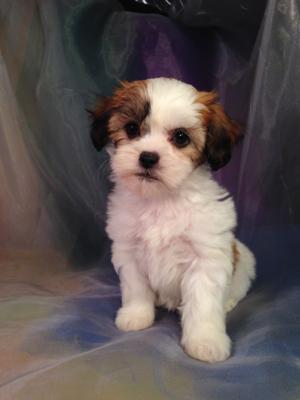 Female Teddy bear Puppy for sale #5 Born Aug. 9th 2014 If you are looking for Teddy Bear Puppies for sale in Illinois, you should consider Purebredpups. Brian and Karen are located in Joice Iowa.